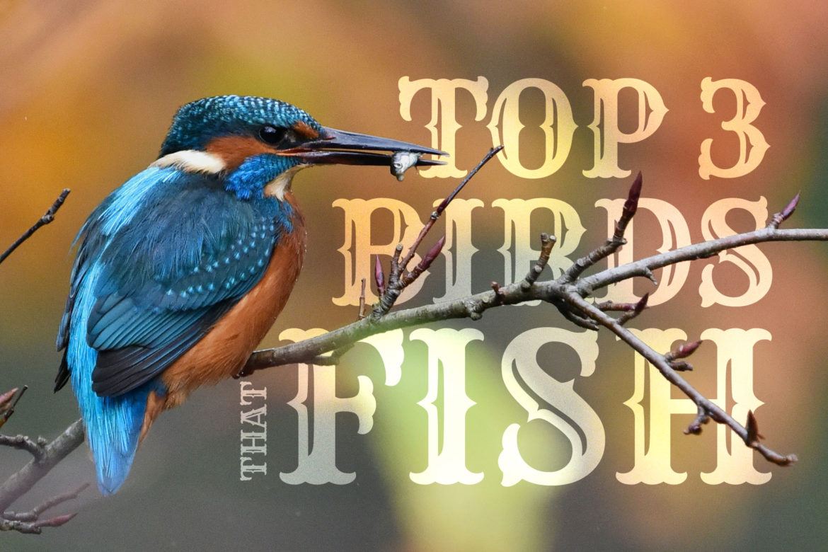 Top Three Birds That Fish Blog Post Essay